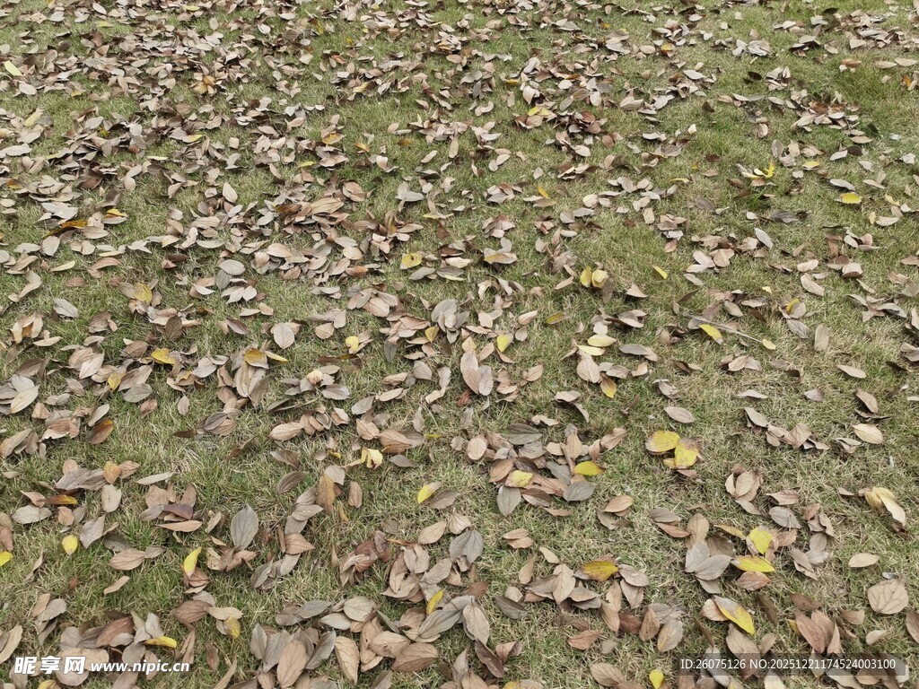 落叶覆盖的草地景象