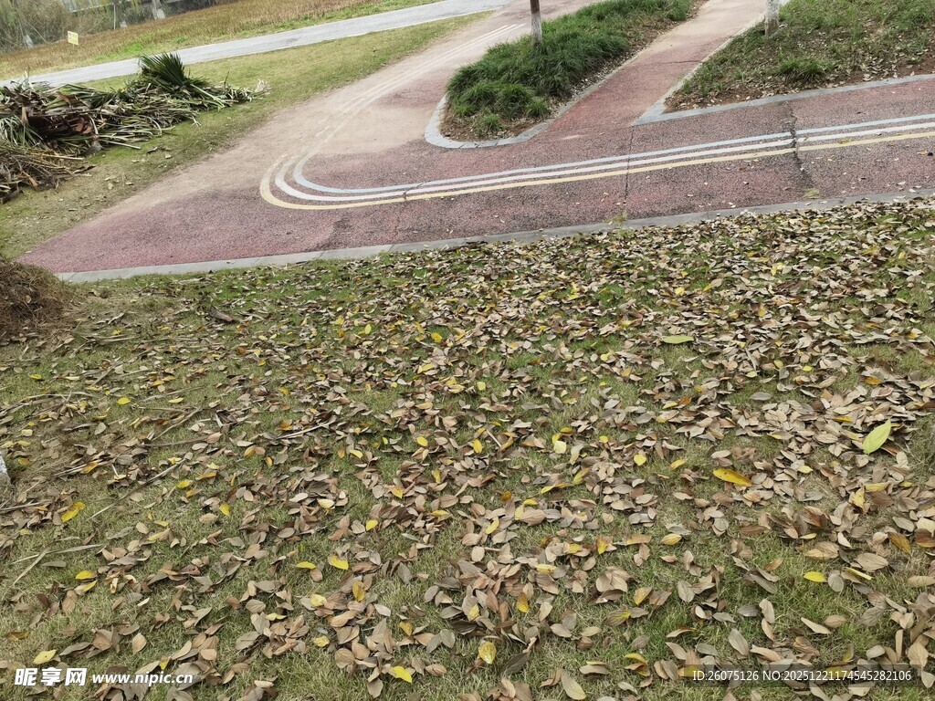 秋日公园落叶覆盖的草地