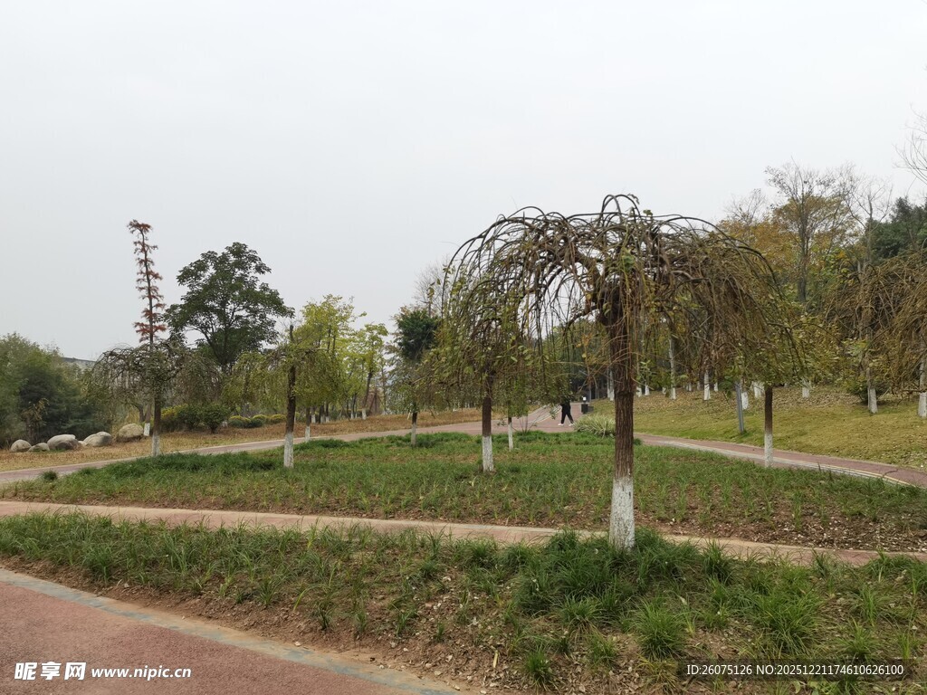 公园中的树木与蜿蜒小路