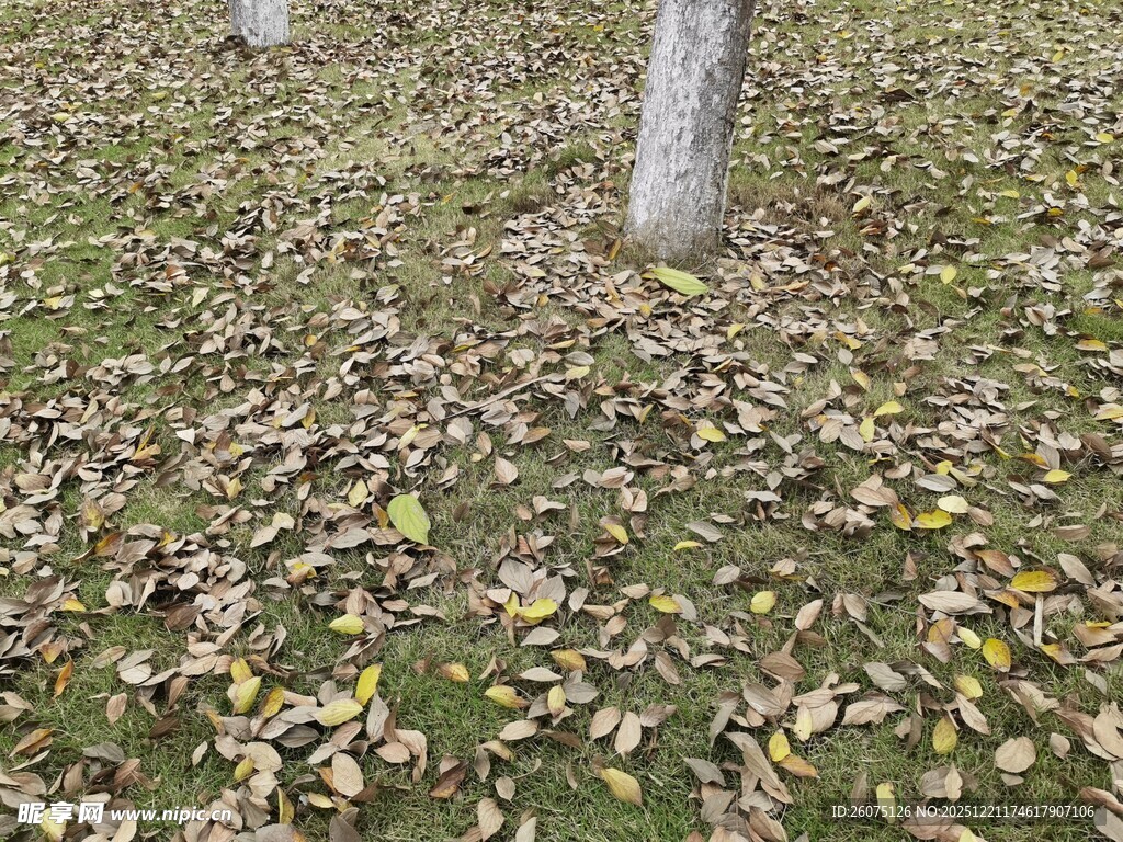 地面落叶与树干景象