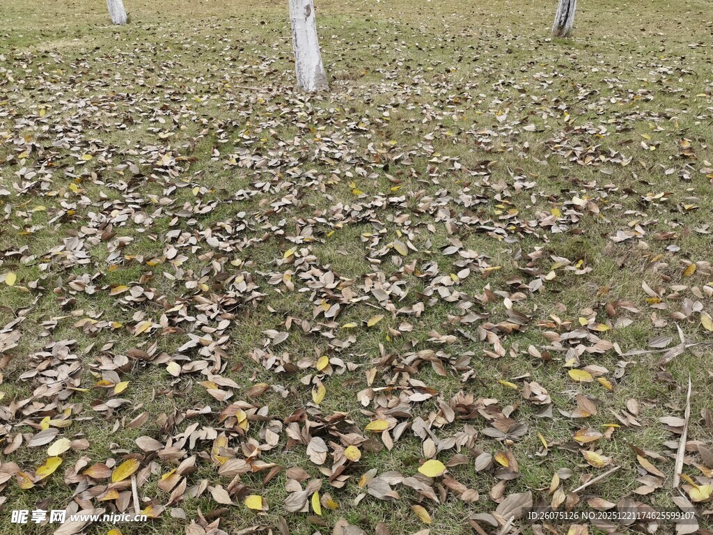 落叶铺地的静谧草地