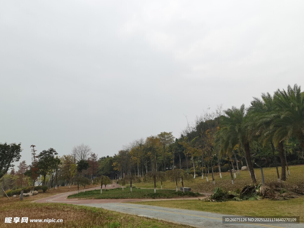林间小道静谧自然风景