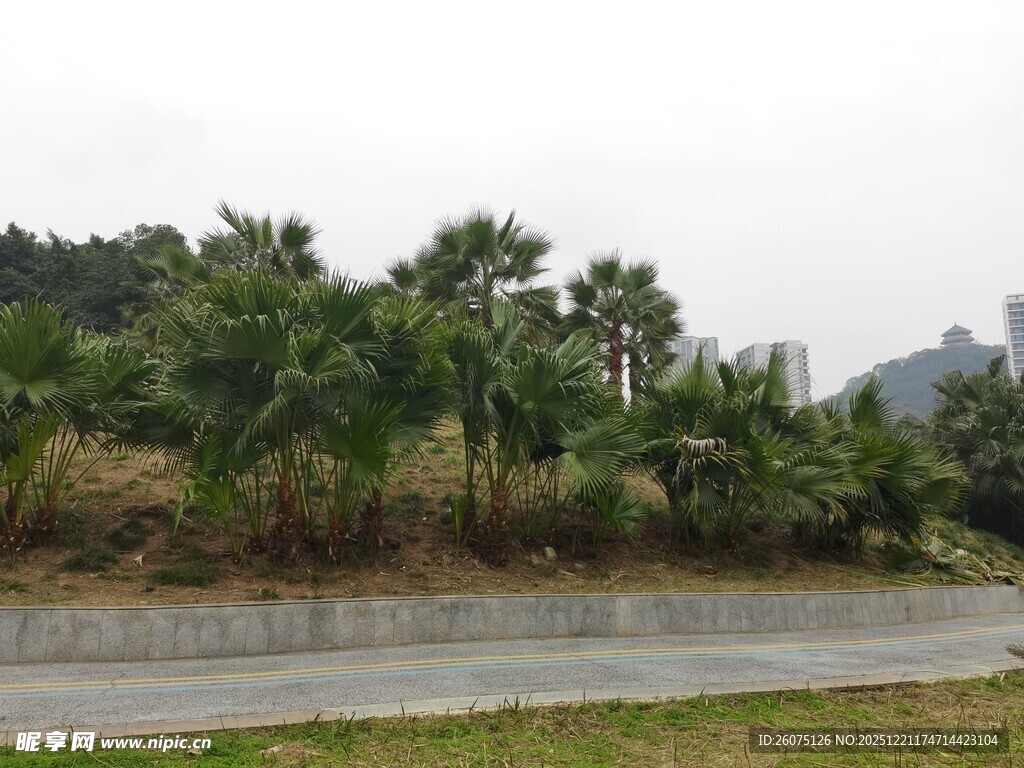 路边繁茂的棕榈树景观