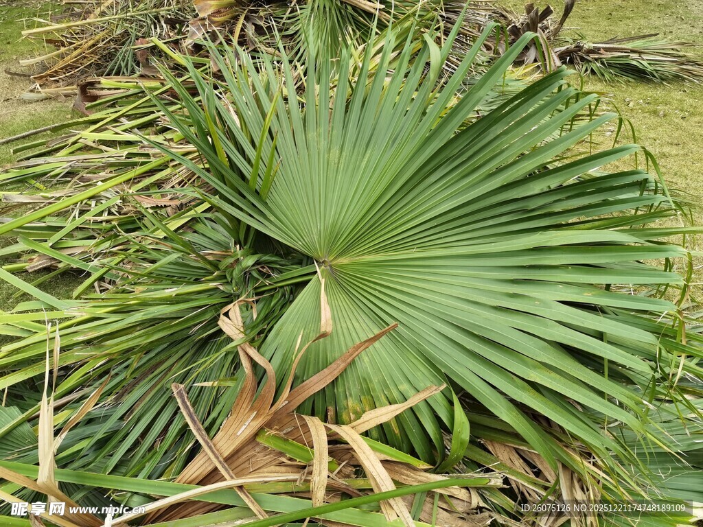 倒地的扇形棕榈叶