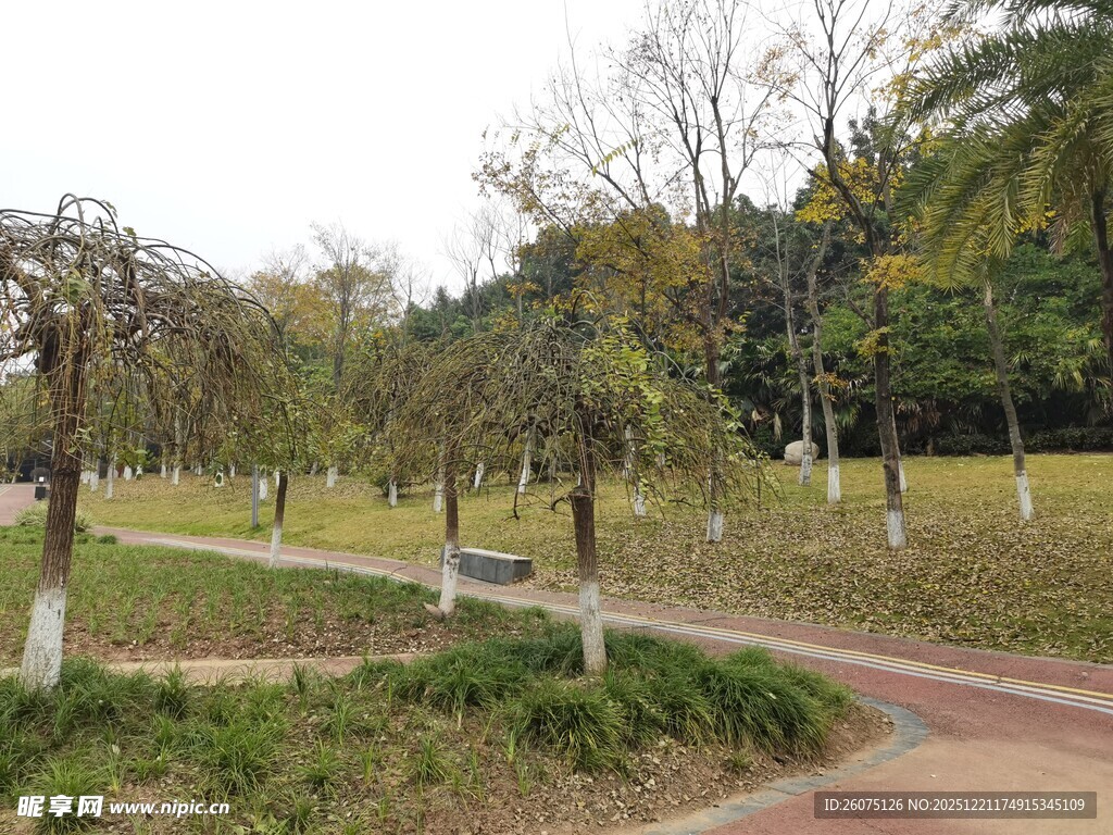 公园蜿蜒小径与葱郁树木