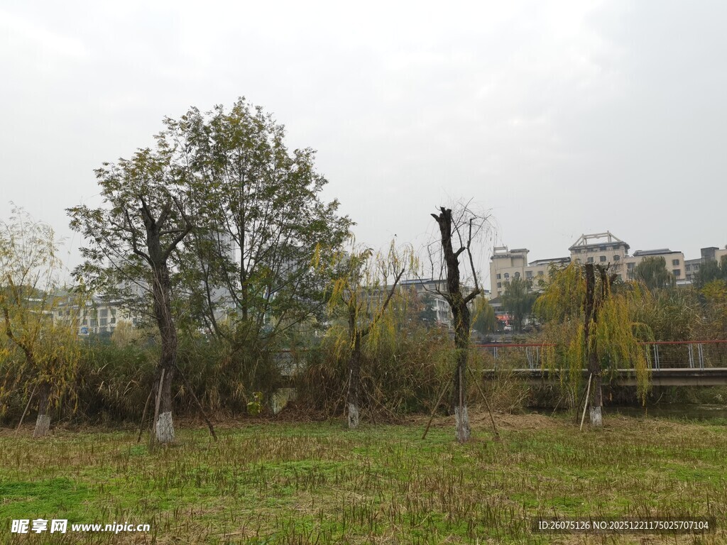 秋日郊野草地树木景致