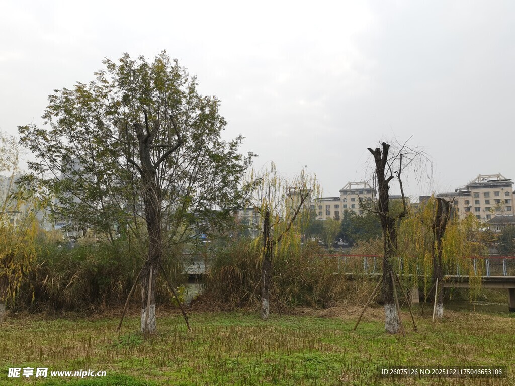 秋日户外树木草地景致
