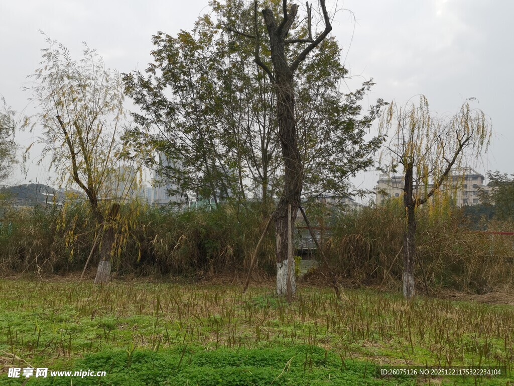 秋日旷野中的孤树