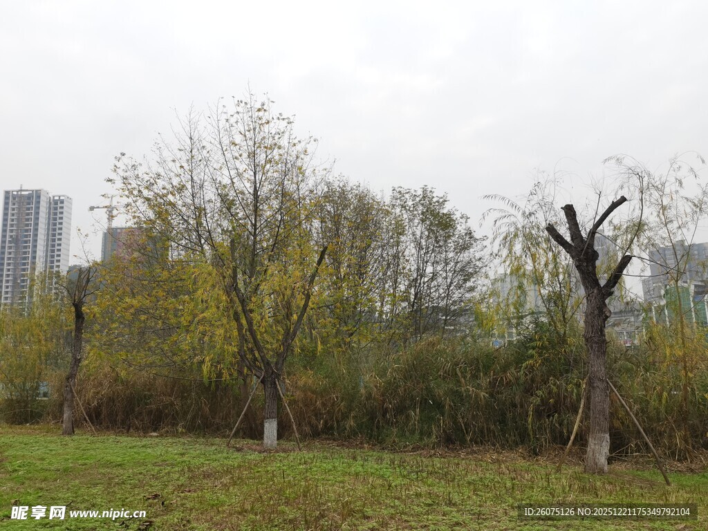 秋日郊野树木风景图