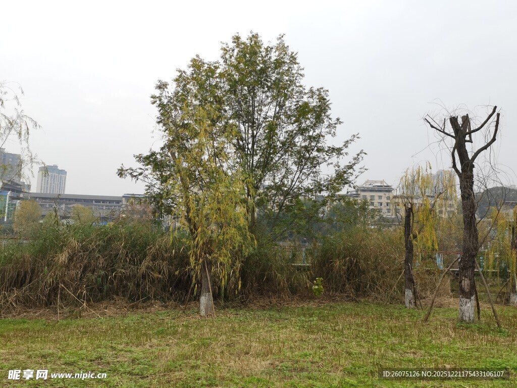 秋日户外树木草地景象