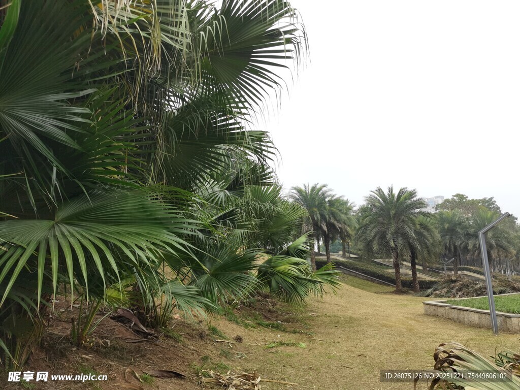 热带植物景观中的小径