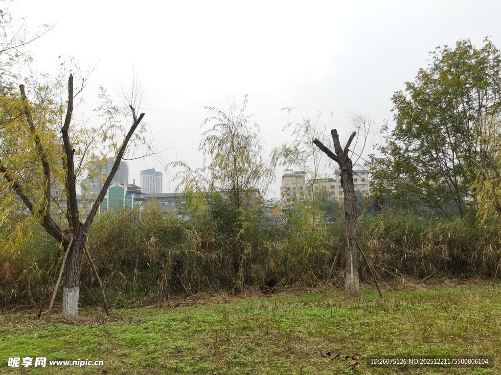 秋日郊野树木景观