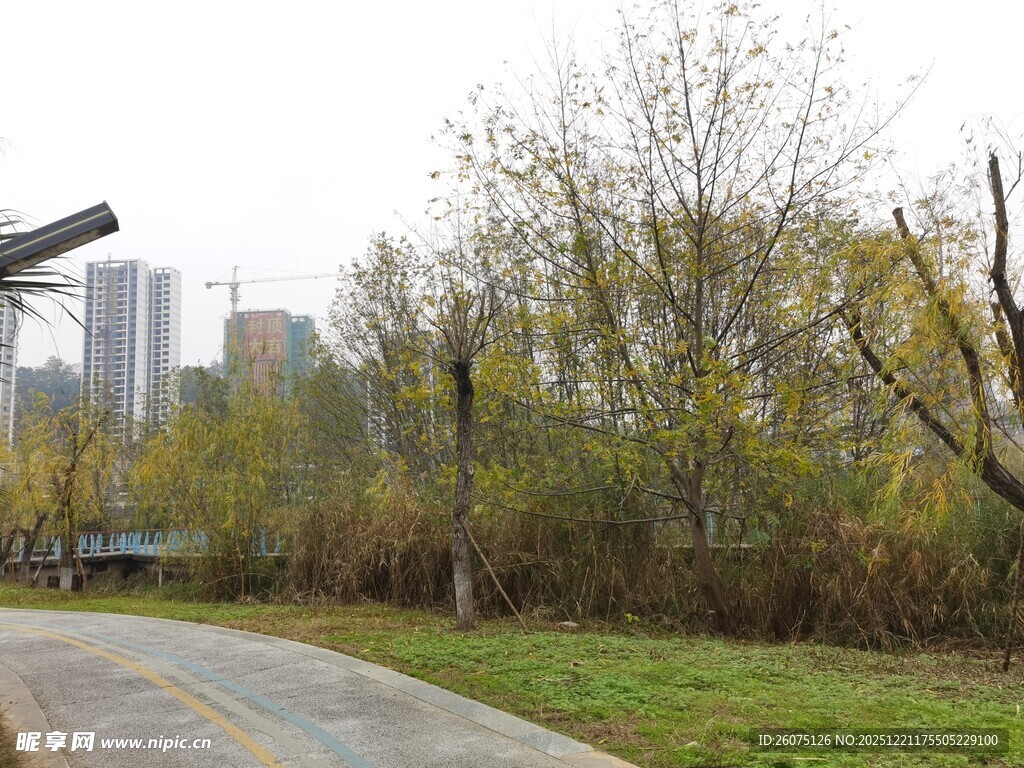 城市公园中的林荫小道