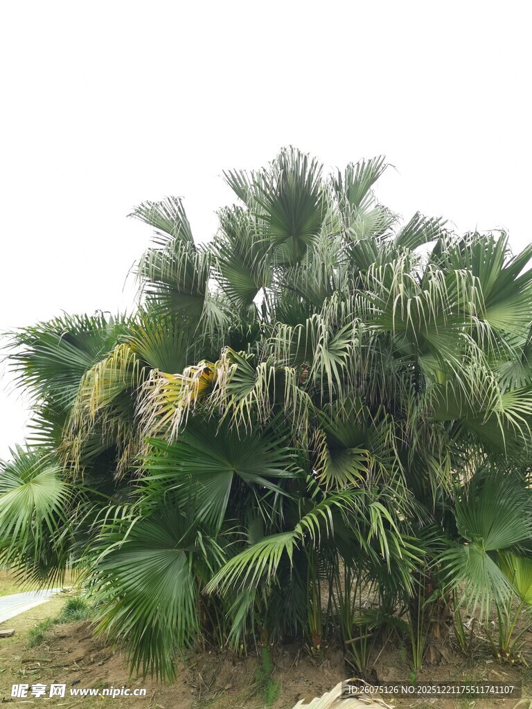 茂盛的棕榈植物景观