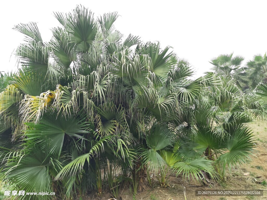 户外丛生的绿色棕榈植物