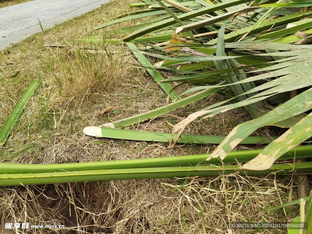 路边倒伏的绿色植物
