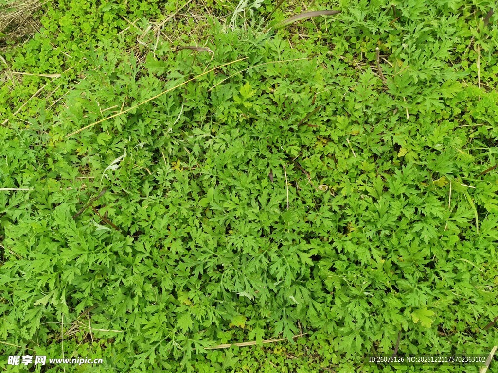 翠绿繁茂的地面青草
