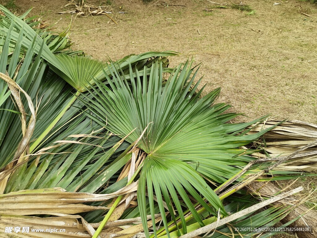 倒地的扇形棕榈叶