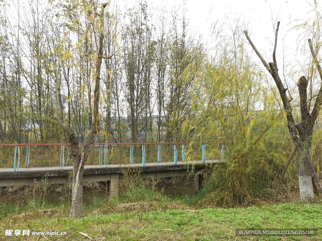 乡村木桥旁的秋日树林