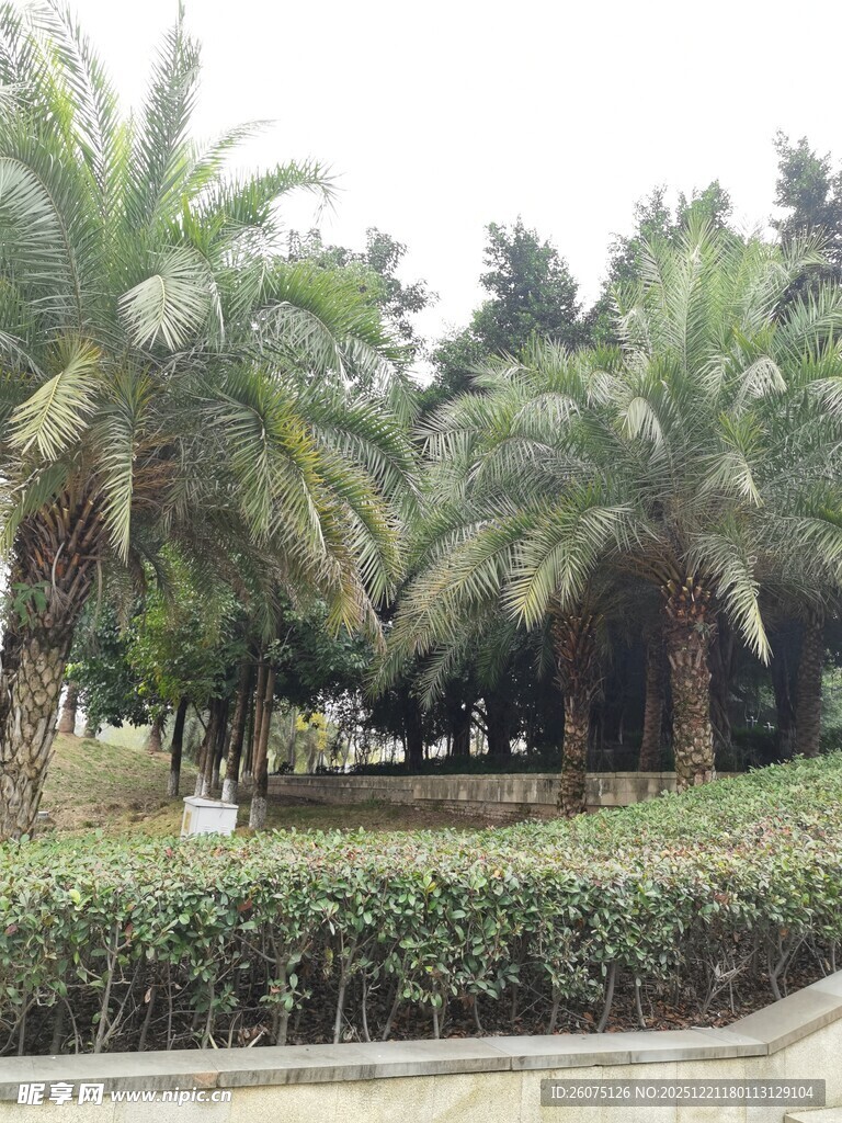 热带棕榈树景观