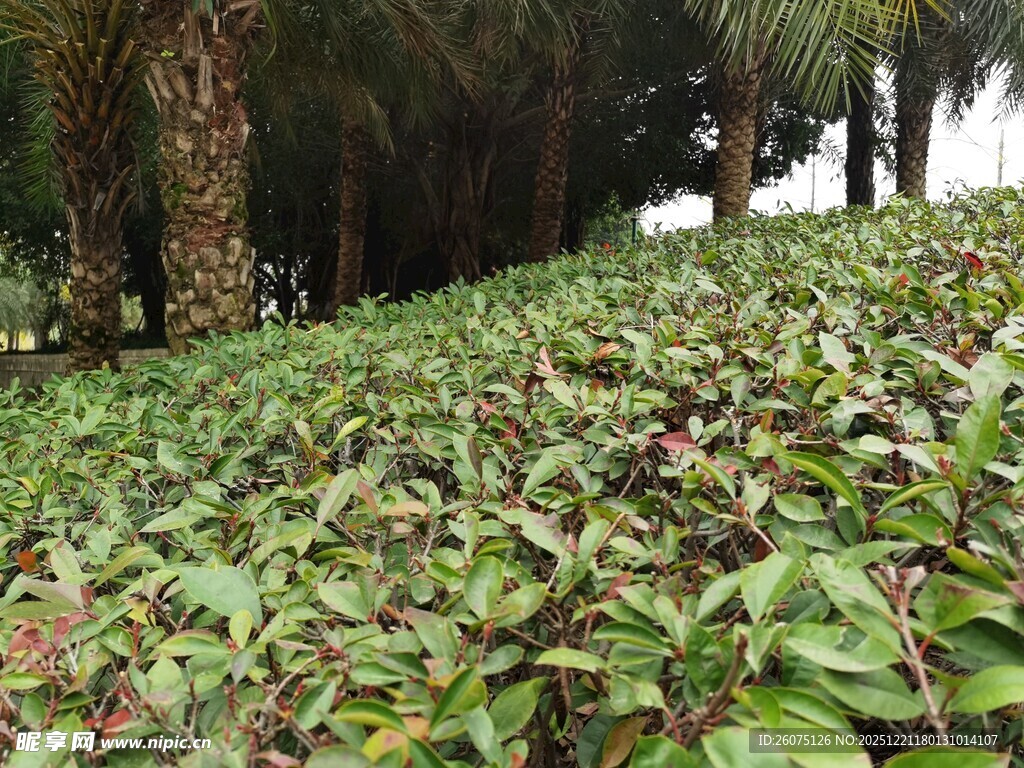 茂密绿植覆盖的林间坡地