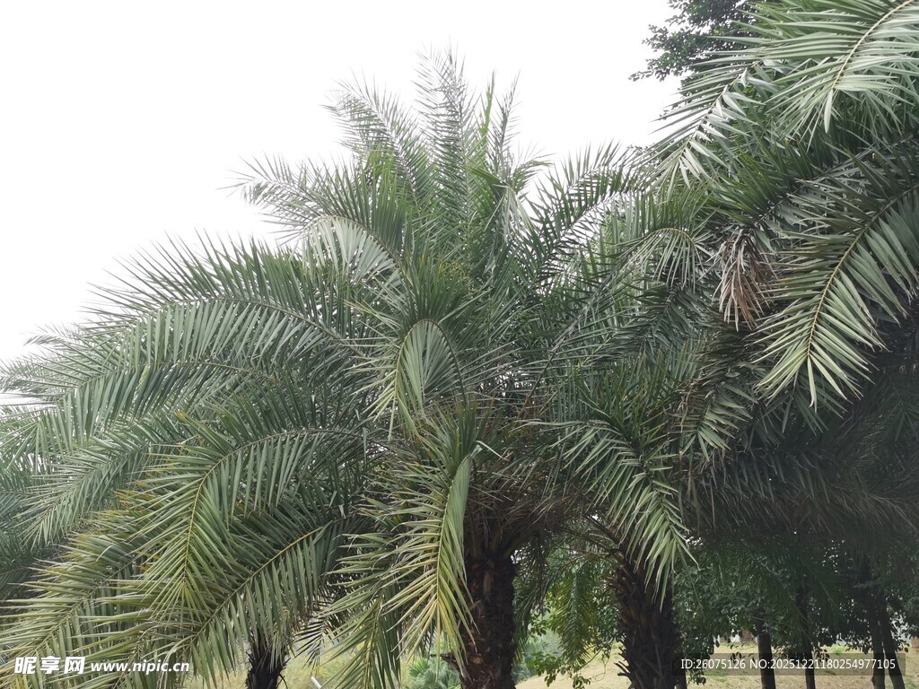茂密棕榈树林景观