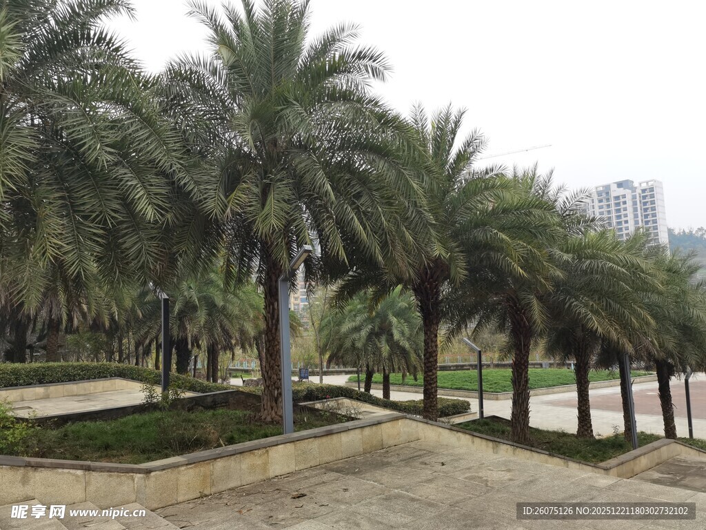 城市中的棕榈树景观