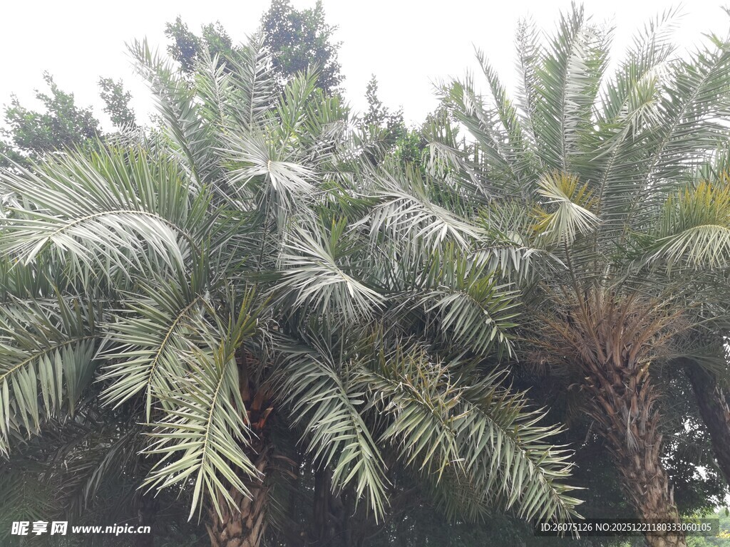 高大茂盛的棕榈树景观