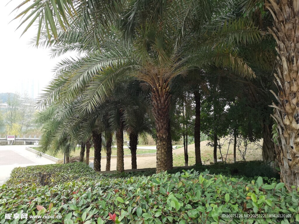 棕榈树与绿植景观