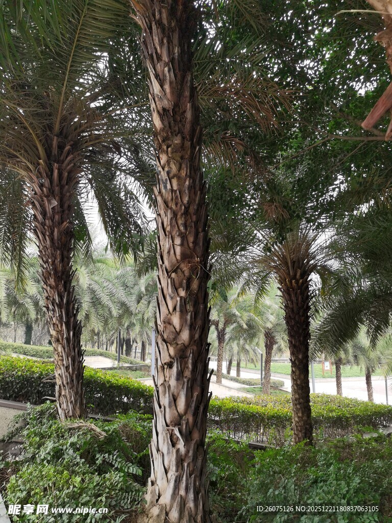 棕榈树林中的自然景致