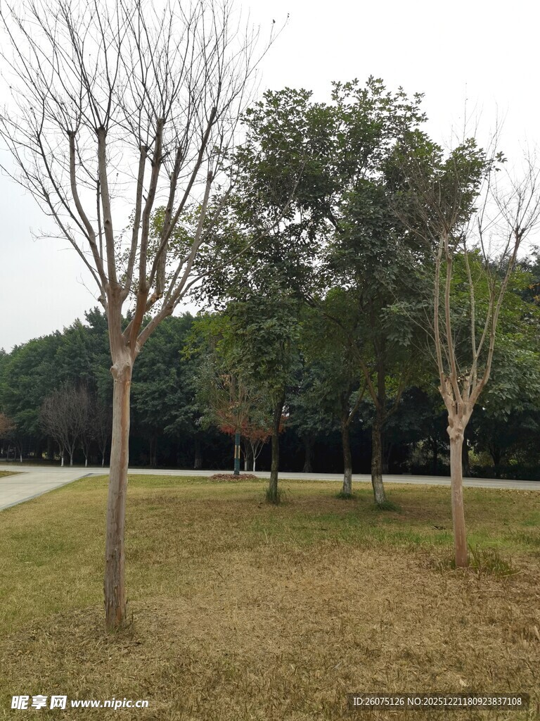 冬日草地旁的稀疏树木