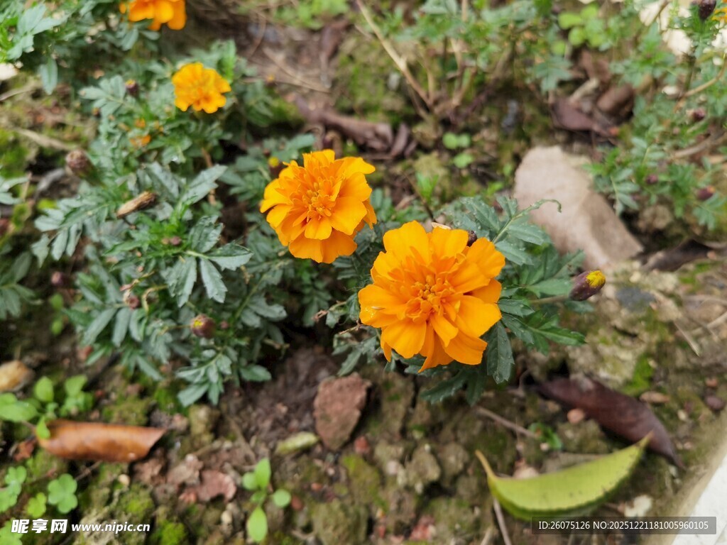 绽放的橙色万寿菊
