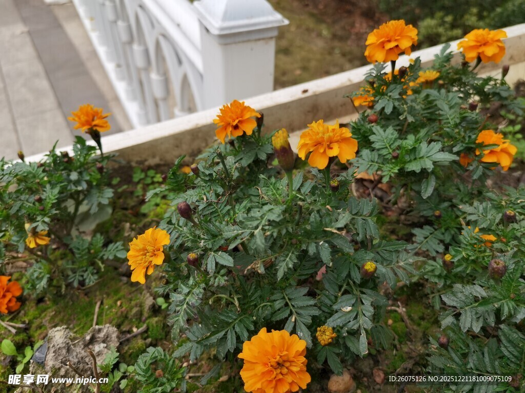 墙边绽放的鲜艳橙色花朵