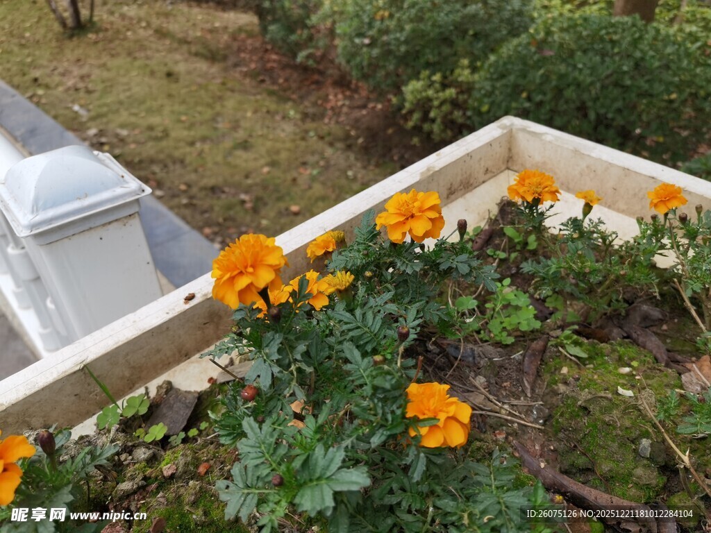 花坛中的鲜艳橙色花朵