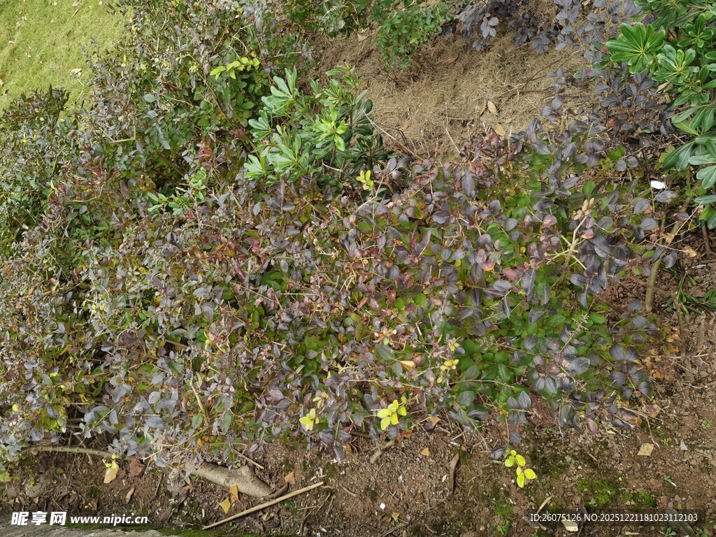 地面上的杂草与黄色小花