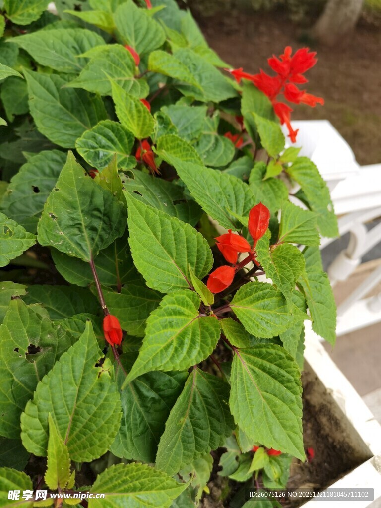 绿叶间的艳红小花