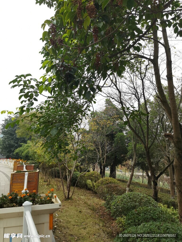 秋日林间小道景观