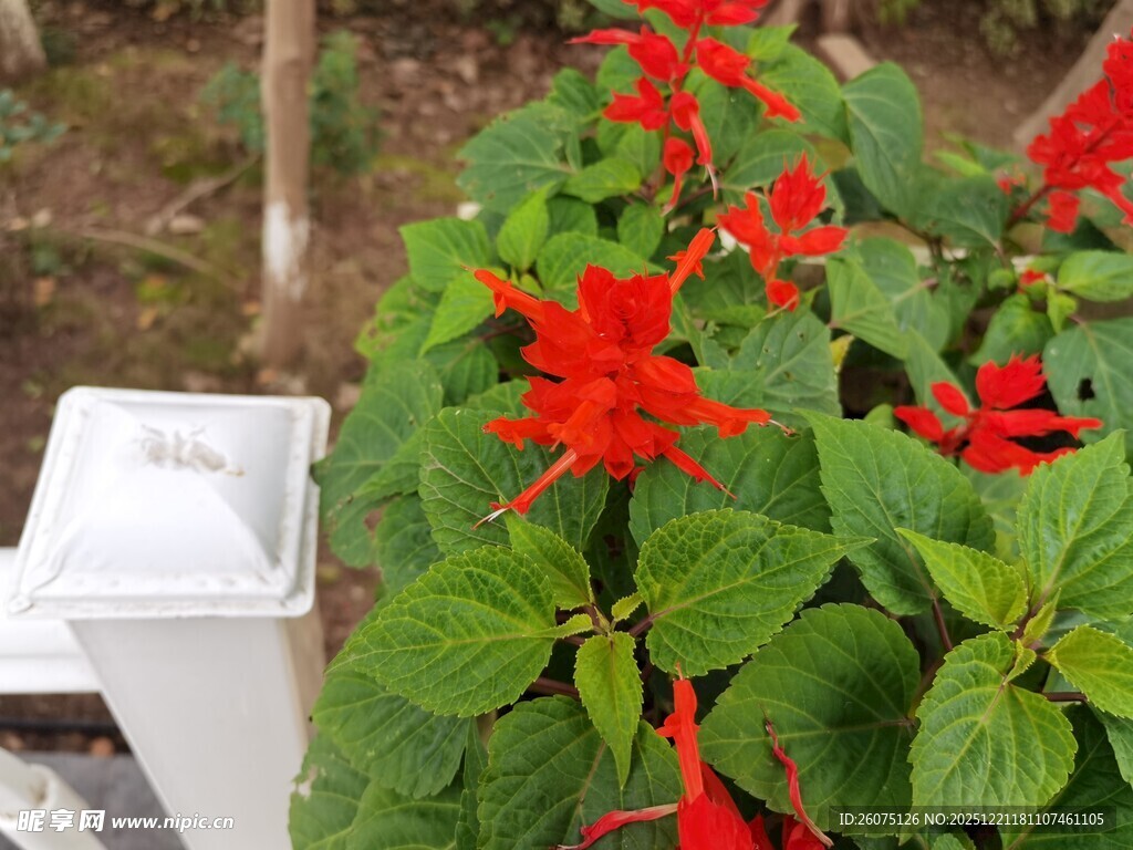 绿叶间的红花朵