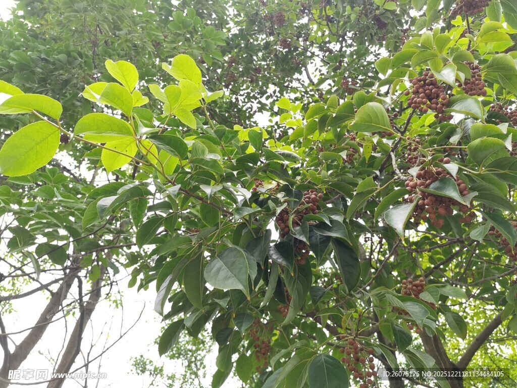 绿叶间的繁茂果实