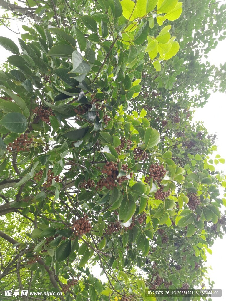 树上繁茂绿叶与果实