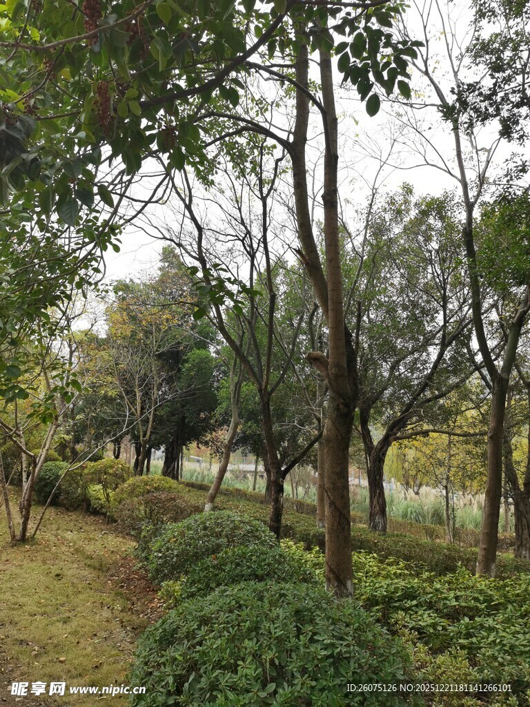 林间小径的静谧自然景致