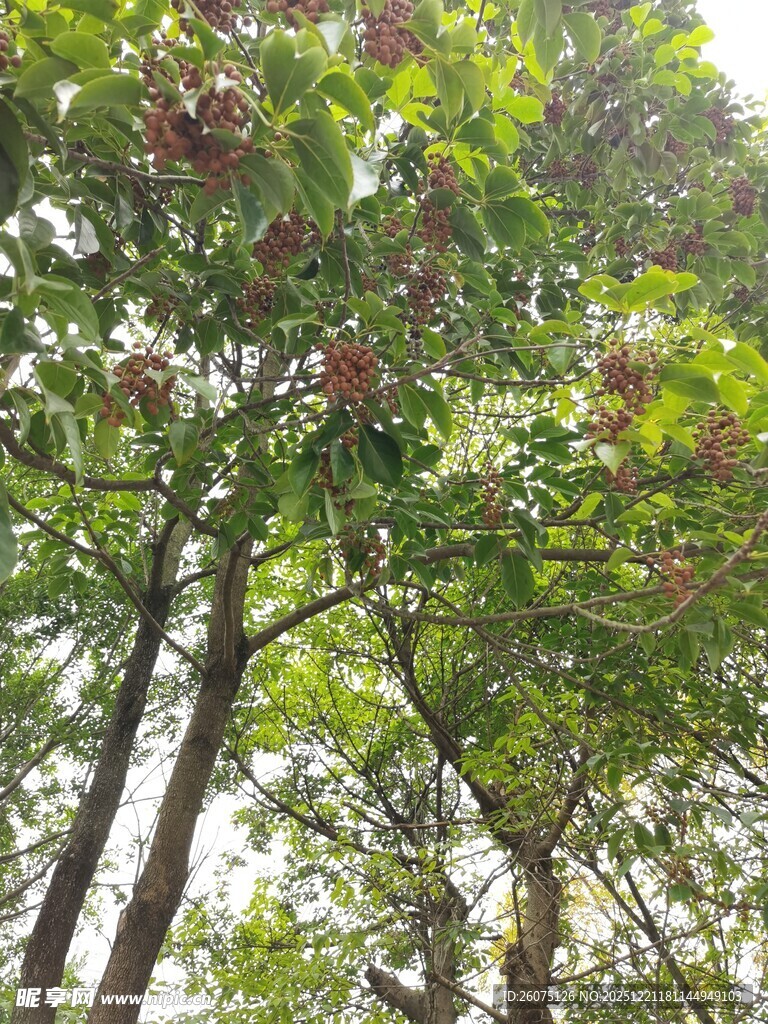 枝头繁花盛开的树木