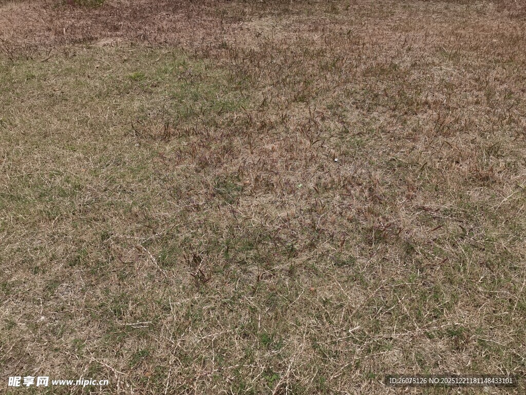干燥荒芜的草地场景