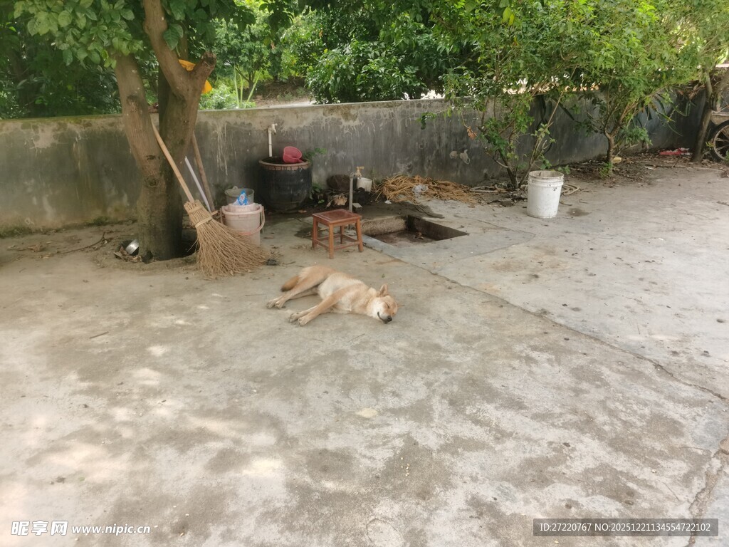 院子里休憩的田园犬