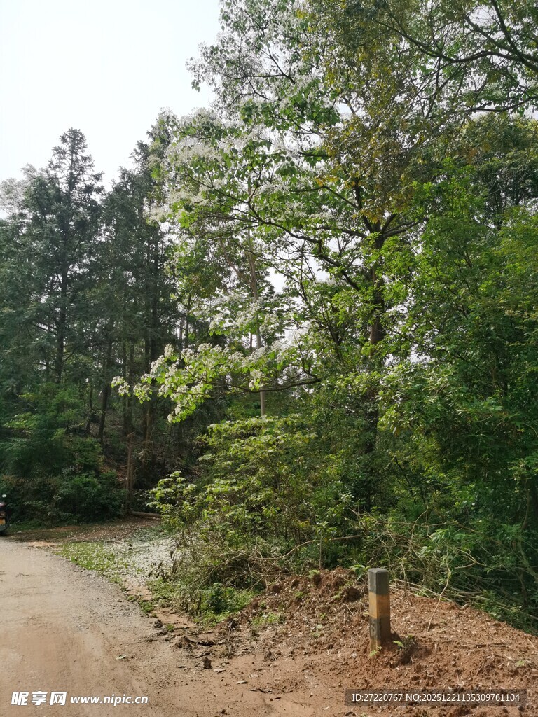 林间土路旁的葱郁树木