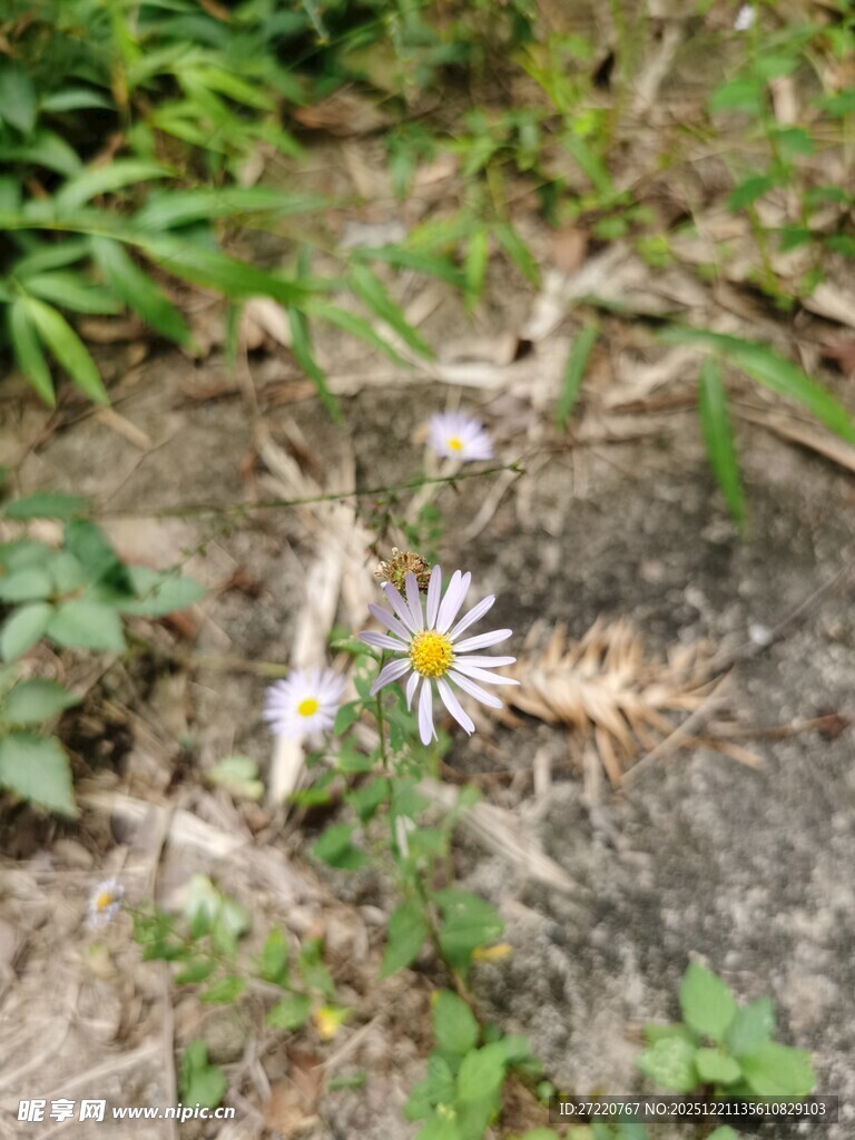野外绽放的小雏菊