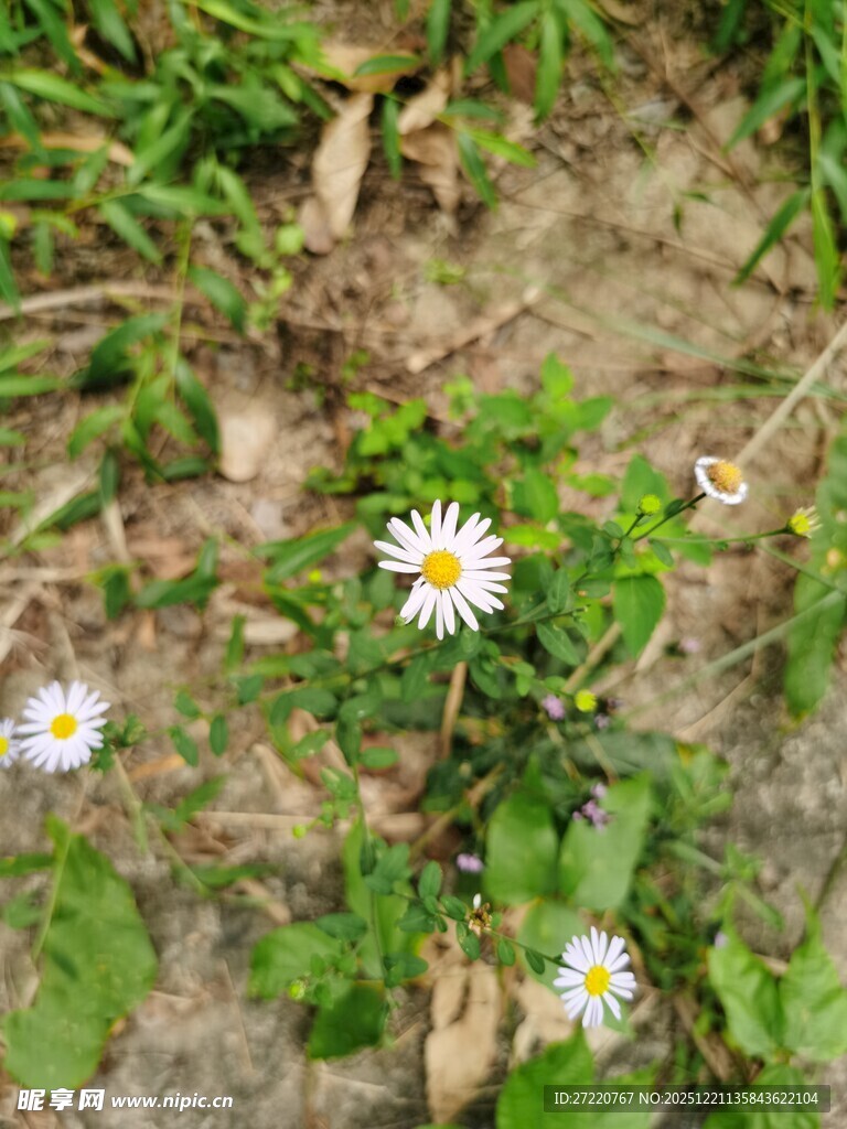 草地上的小白菊绽放