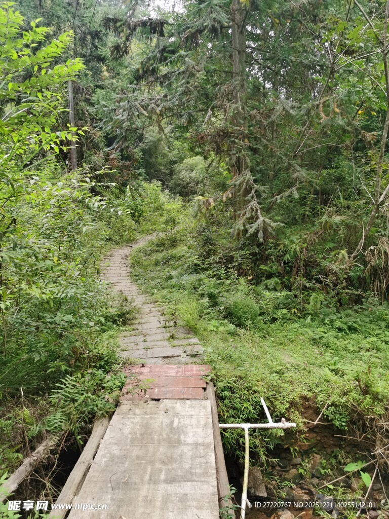 林间木栈道 自然野趣浓