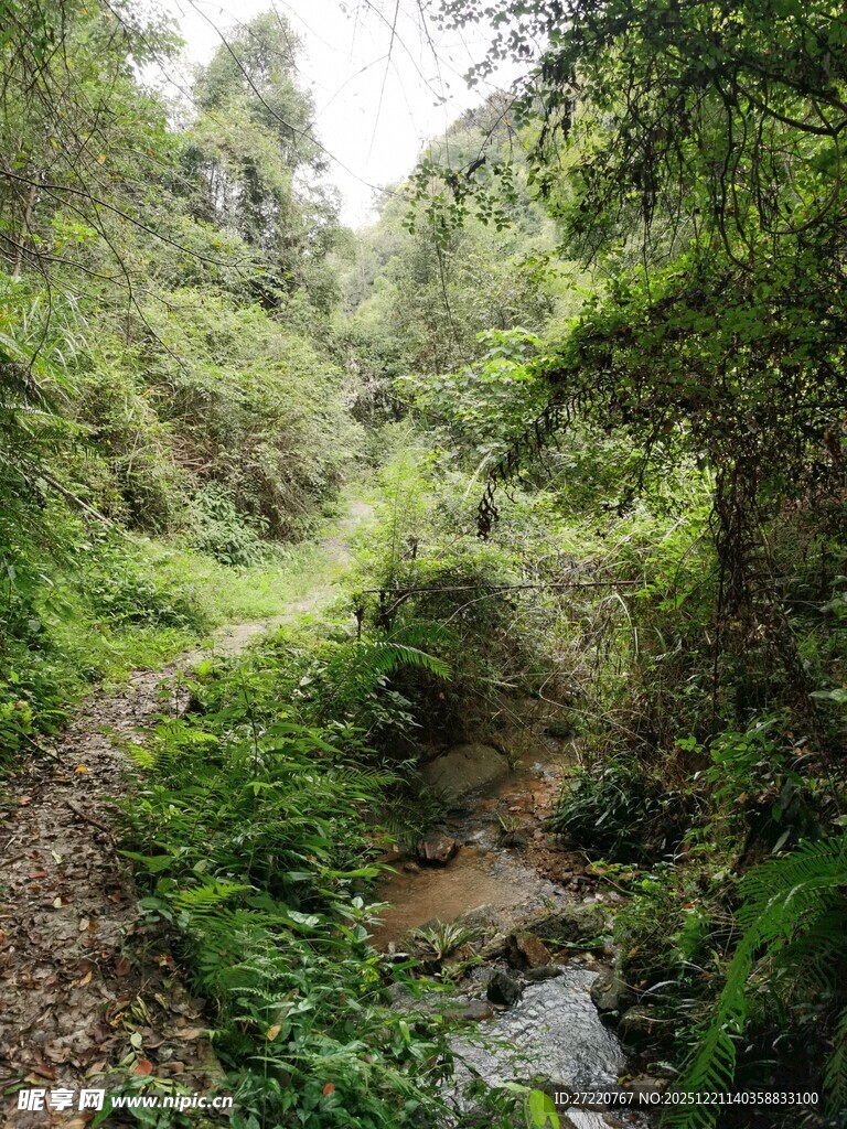 山林间的潺潺溪流