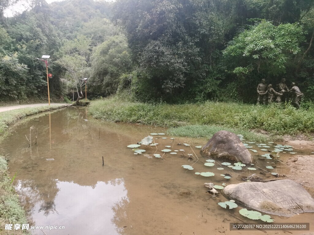 林间小溪 静谧自然之景